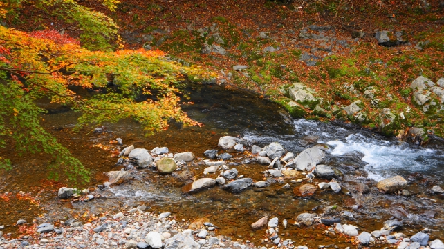 京都高雄西明寺前の清滝川の見ごろの紅葉
