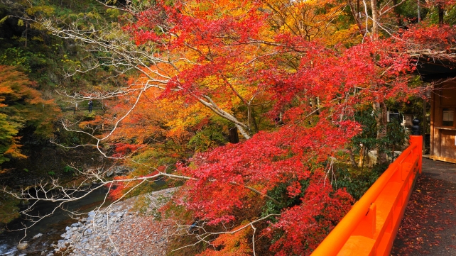清滝川の指月橋と見頃の紅葉