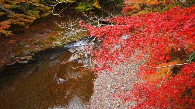 清滝川の指月橋付近の見頃の紅葉
