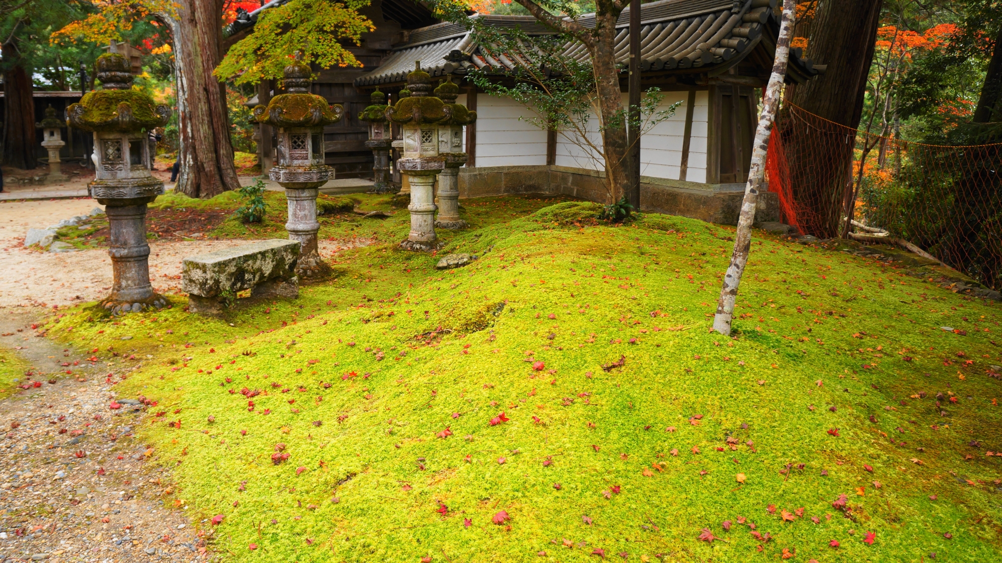 柔らかい秋色が広がる自然の中に佇む西明寺