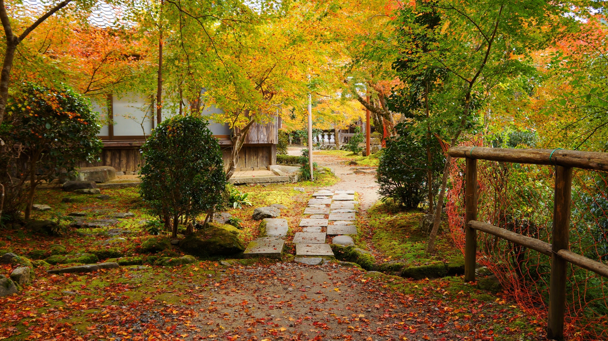 西明寺の淡い紅葉と散りもみじの趣きある秋色の空間