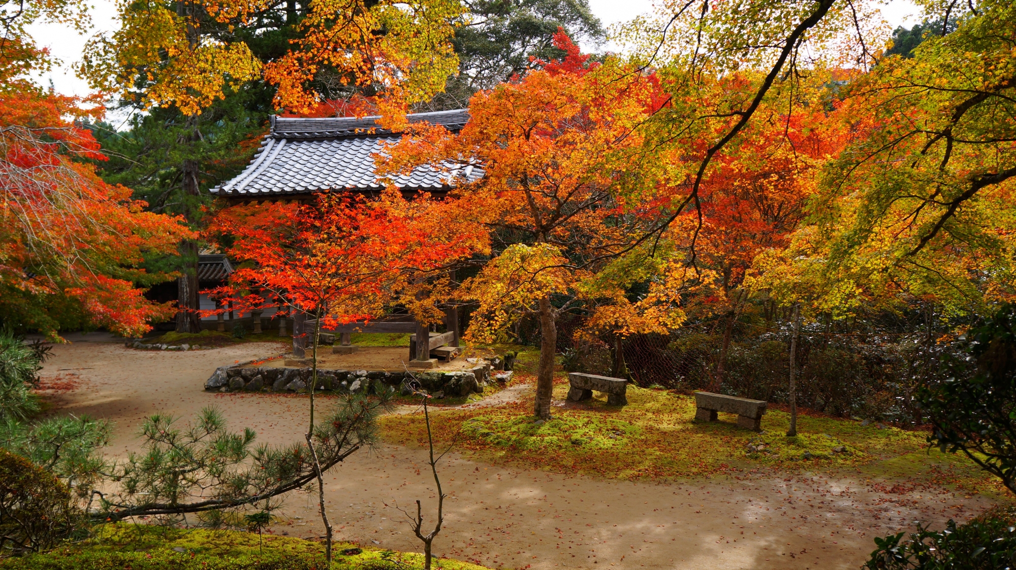 多彩な紅葉が降り注ぐ風情ある秋の西明寺