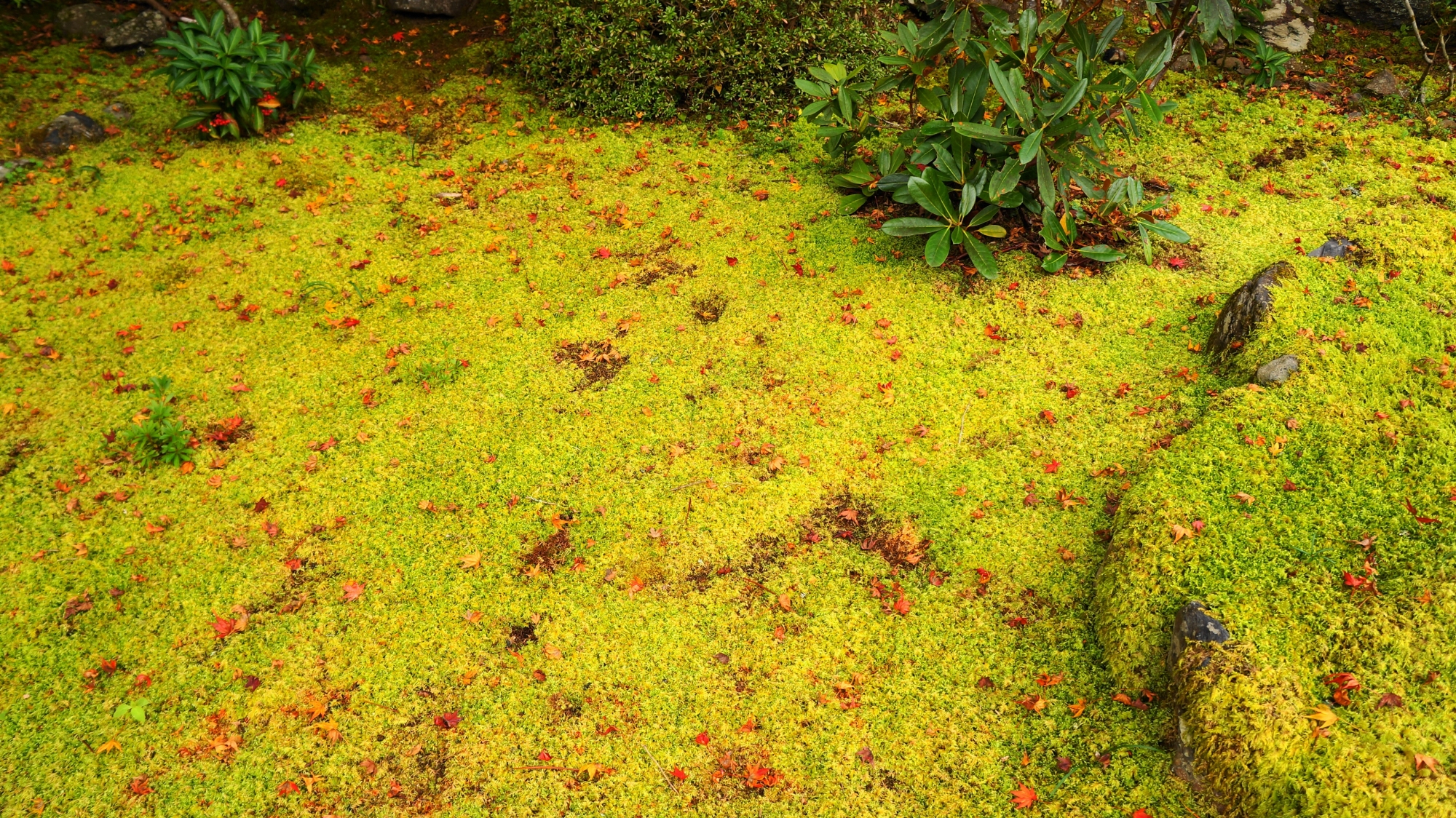 西明寺の緑の苔を華やぐ上品な散りもみじ