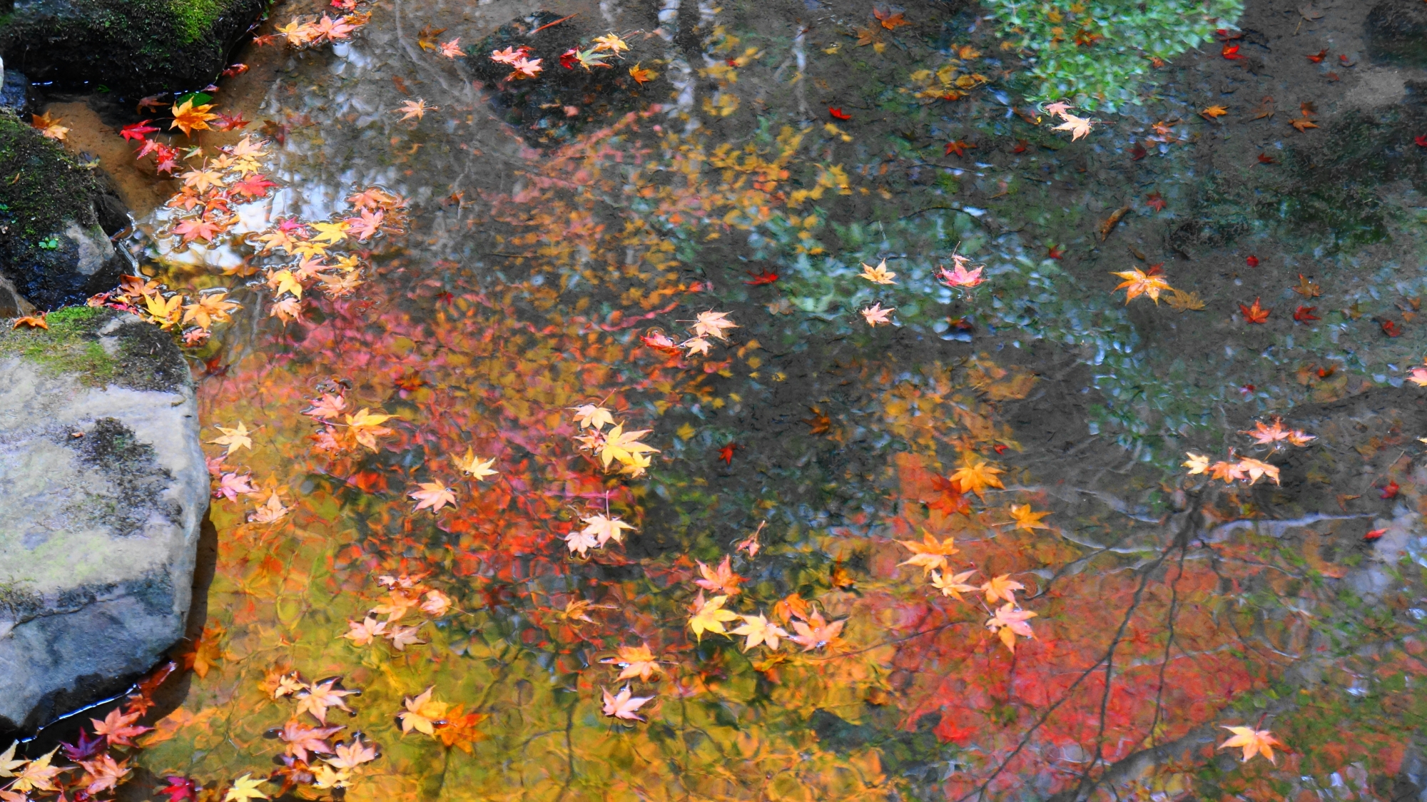 西明寺の紅葉の水鏡と華やかな散りもみじ