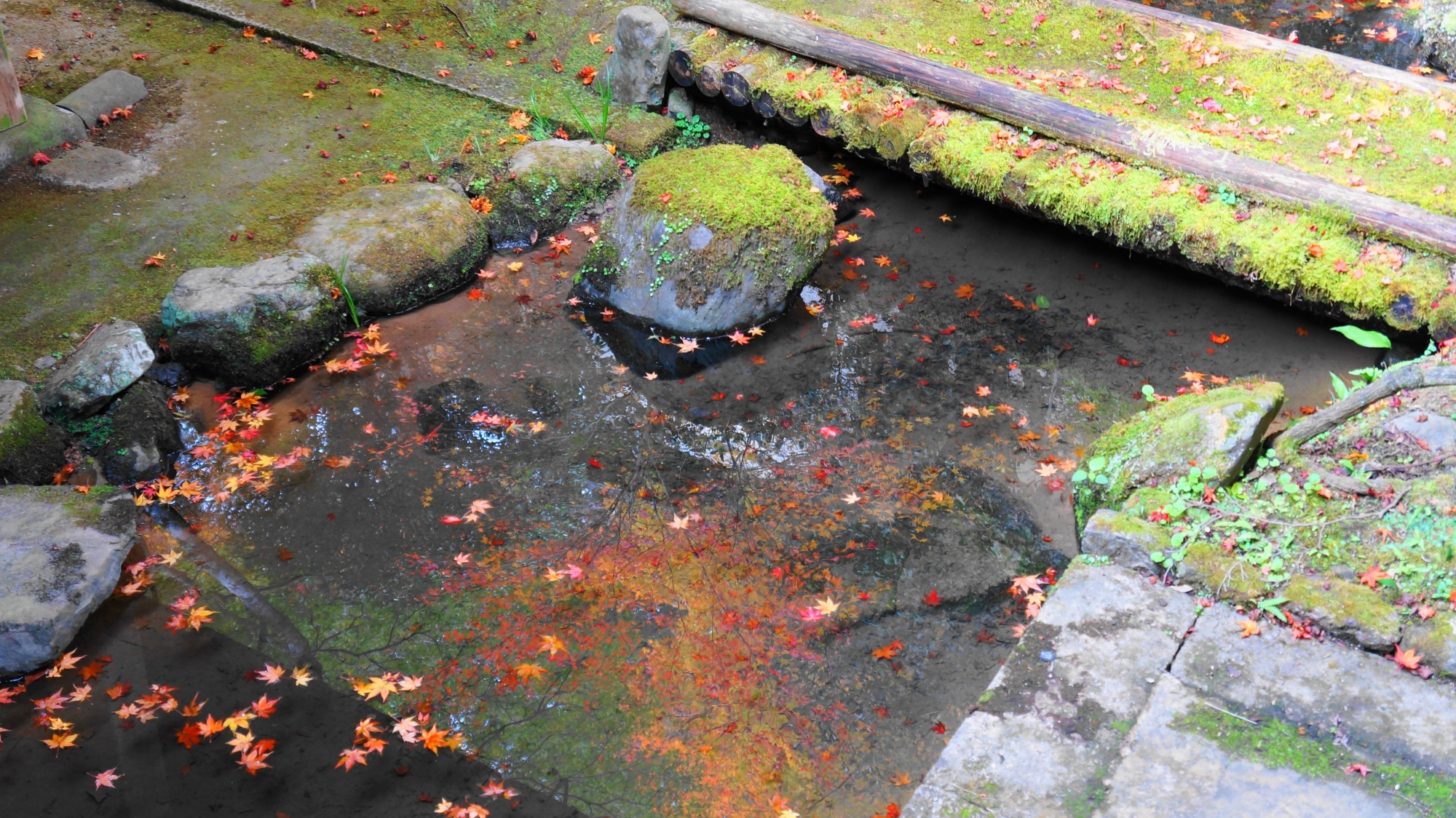 色とりどりの紅葉が散る客殿の小さな池