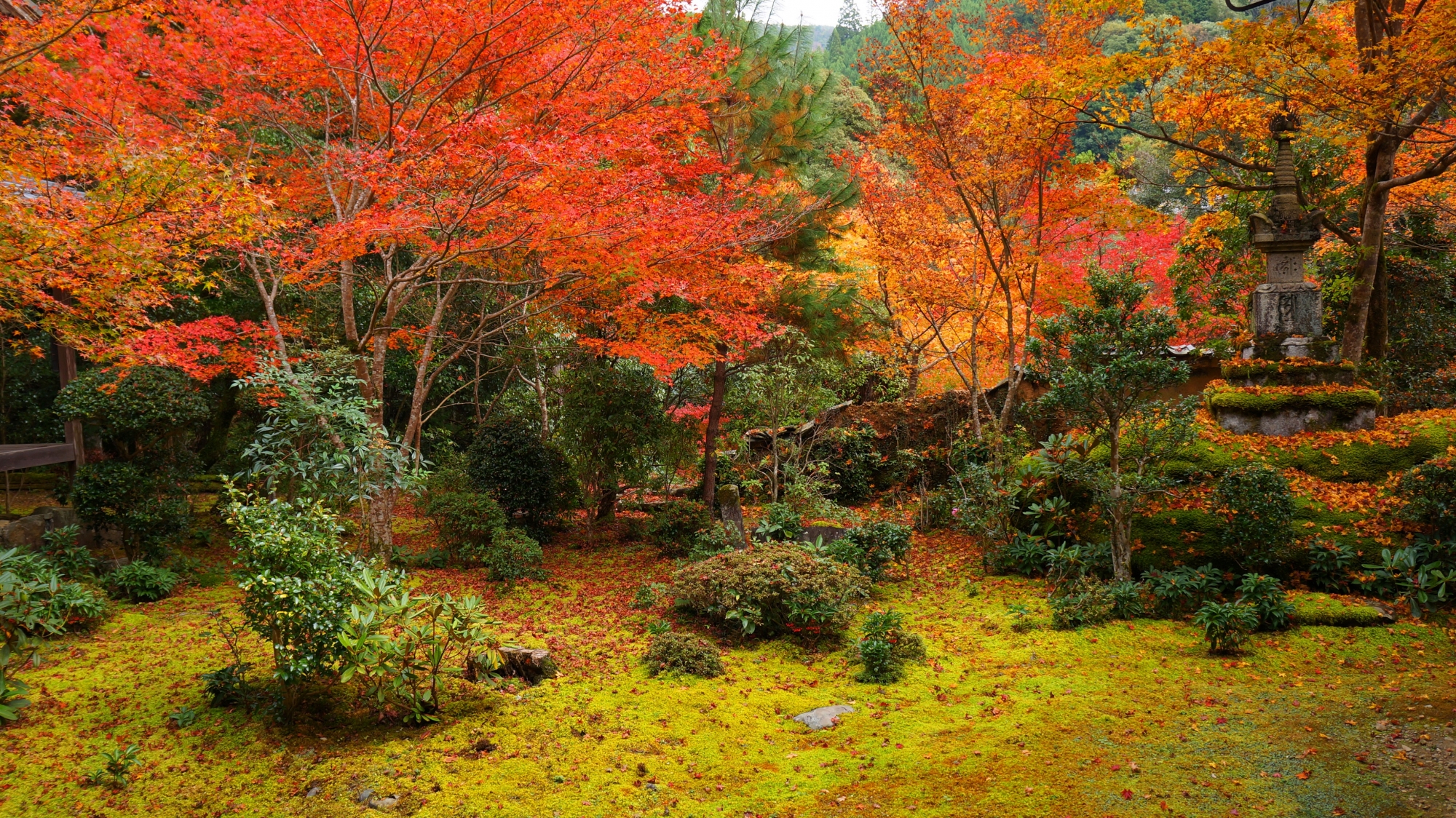 西明寺の方丈庭園の紅葉