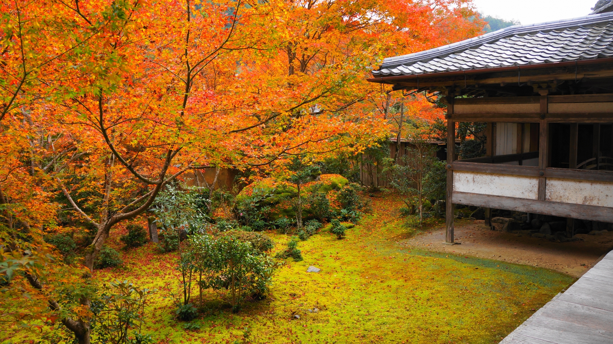 西明寺の庭園や境内を彩る癒しの淡い紅葉