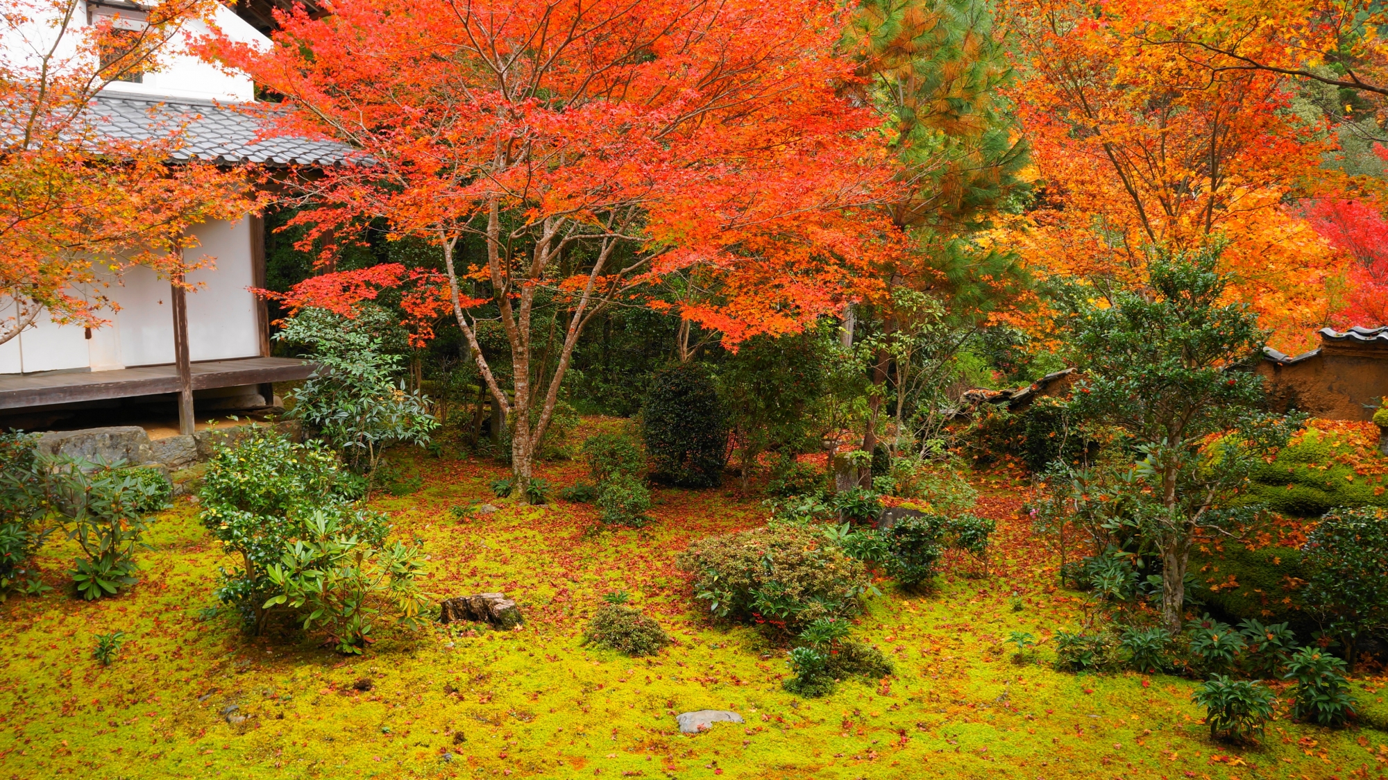 自然の中に佇む美しすぎる秋の西明寺