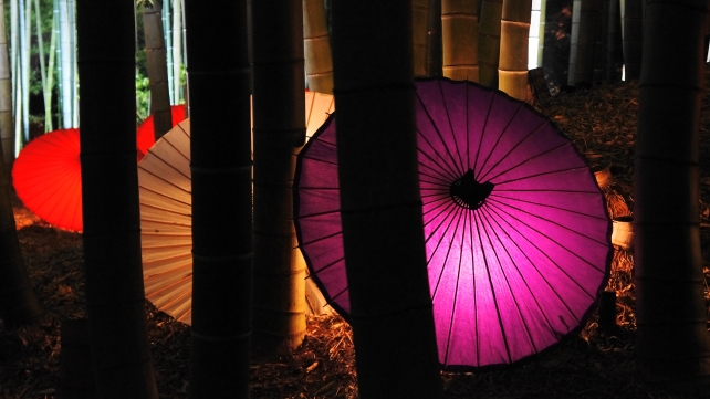 高台寺の竹林の幻想的な和傘ライトアップ