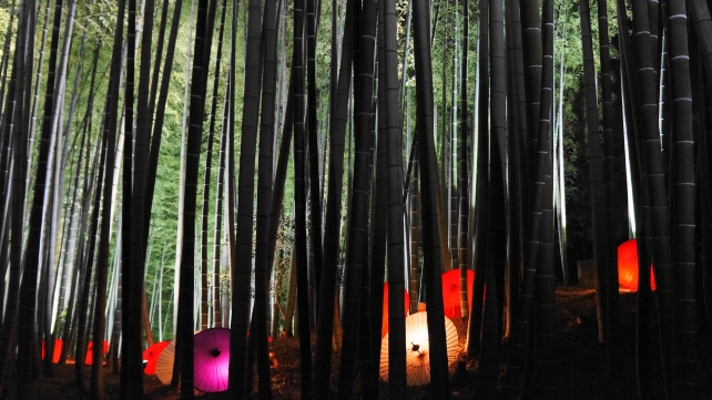 高台寺の竹林の傘のライトアップ