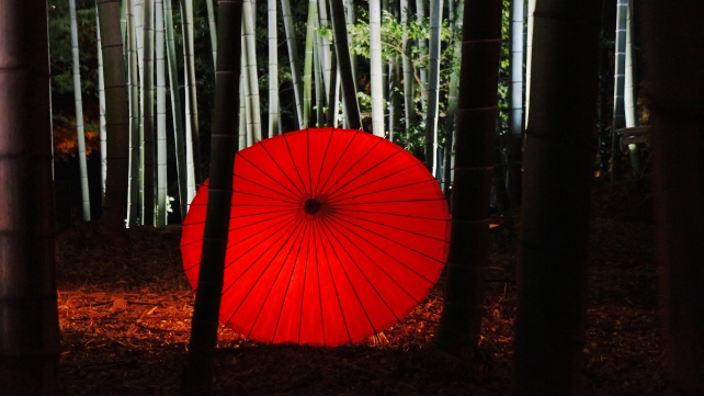 高台寺の竹林の見事な和傘のライトアップ