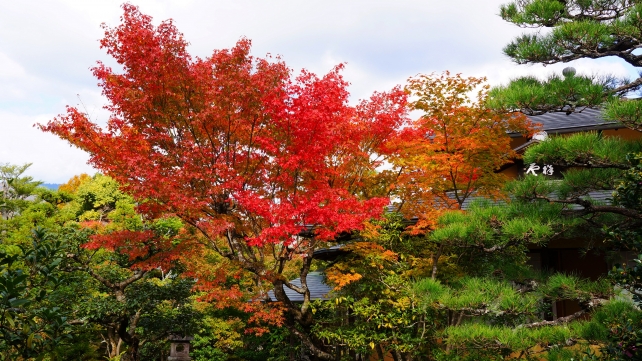 天龍寺の祥雲閣付近の見ごろの紅葉