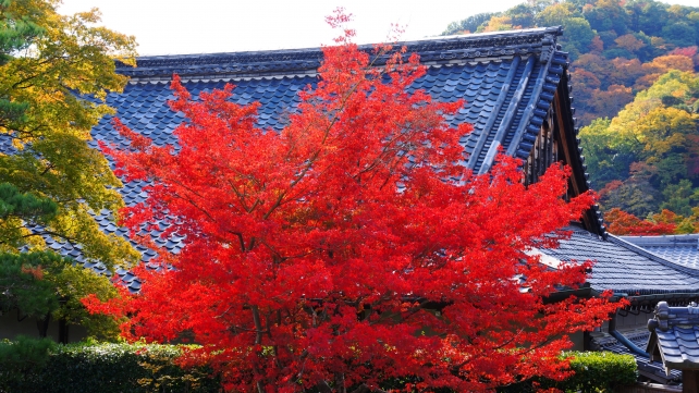 天龍寺 方丈横 見ごろの紅葉