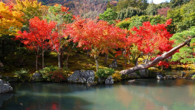 天龍寺の曹源池庭園の見ごろの紅葉