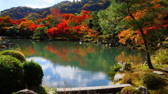 紅葉につつまれた京都天龍寺の曹源池庭園の見ごろの紅葉