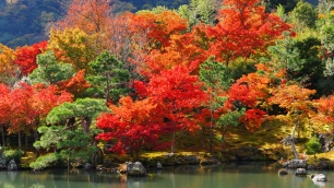 天龍寺の曹源池庭園の見ごろの紅葉 11月