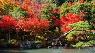 天龍寺の曹源池庭園の見ごろの優美な紅葉