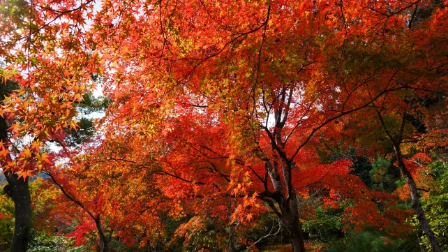 天龍寺 庭園 見頃の紅葉
