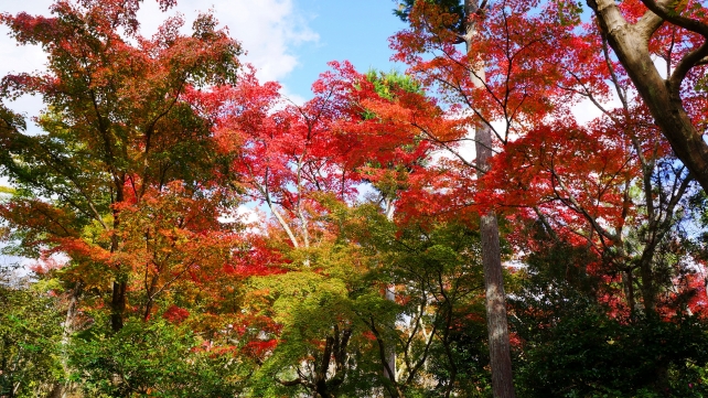 天龍寺庭園と見ごろの紅葉