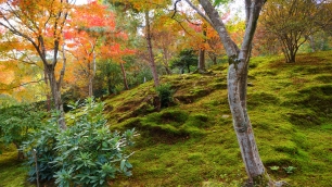 世界文化遺産の天龍寺庭園の美しい苔と紅葉