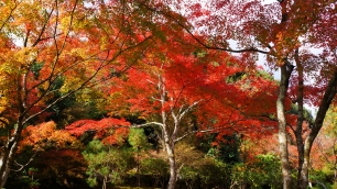 天龍寺庭園と見ごろの紅葉 11月