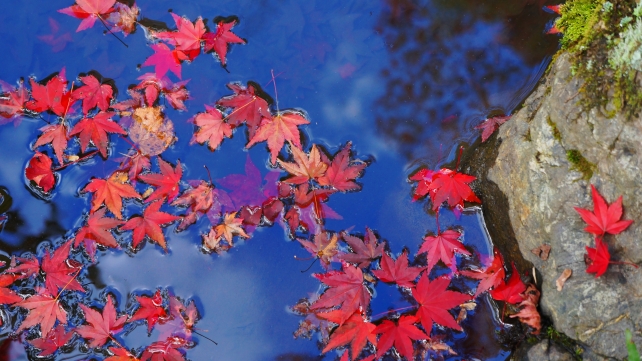 天龍寺庭園の小川の散り紅葉と映る空