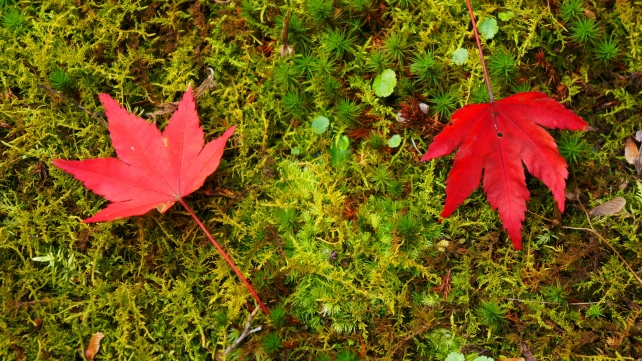 天龍寺庭園の赤い散り紅葉と緑の苔
