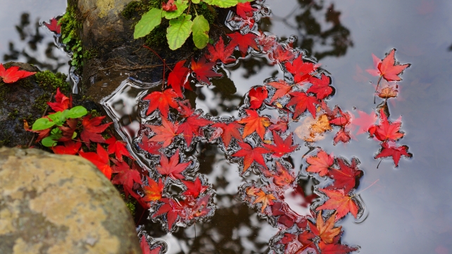 京都嵐山の天龍寺庭園の小川の散り紅葉と映る空