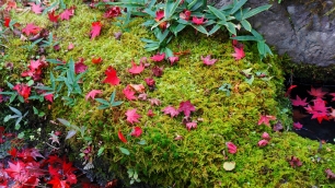 天龍寺庭園の散り紅葉と綺麗な苔