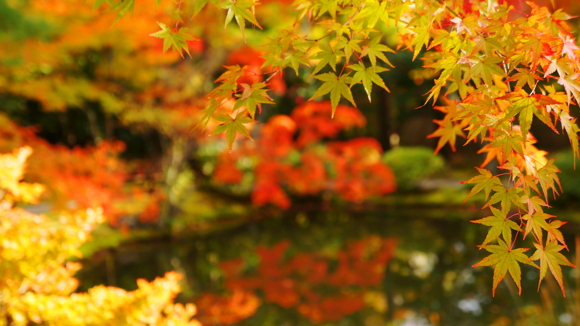 等持院の水辺を華やぐ美しい紅葉