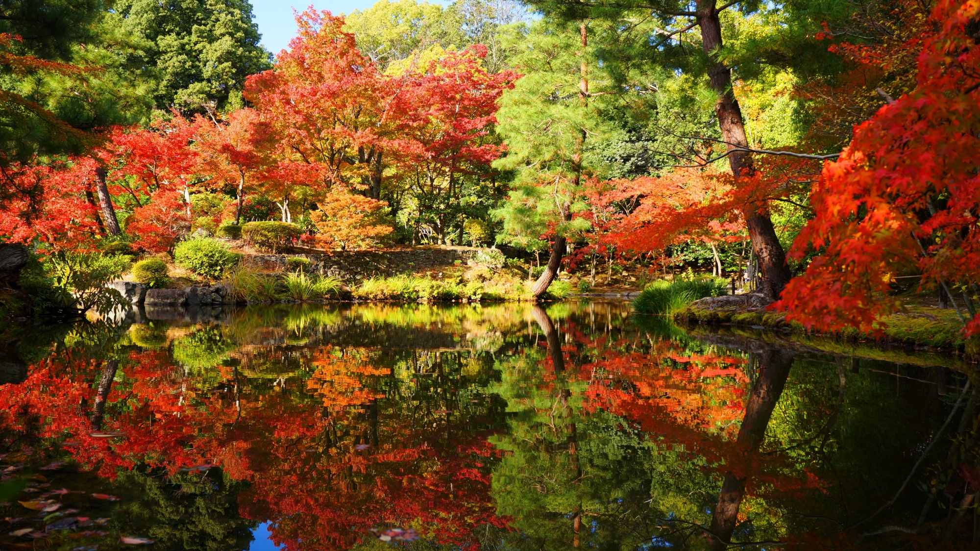 等持院の水面を彩る鮮やかな赤い紅葉