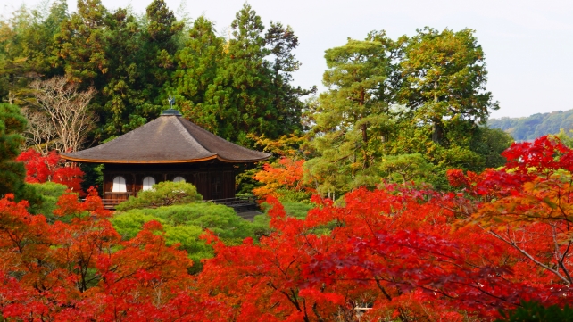 紅葉につつまれた銀閣寺の展望所から眺めた銀閣