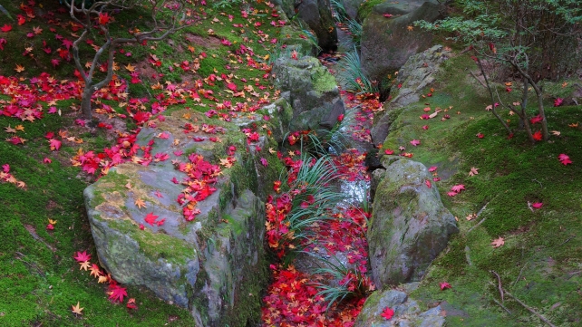 銀閣寺の小川に流れる散り紅葉と苔