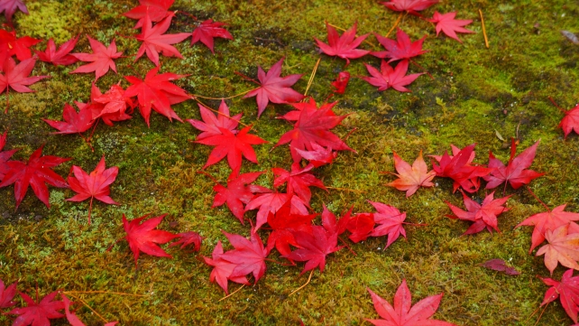 銀閣寺 散り紅葉と苔
