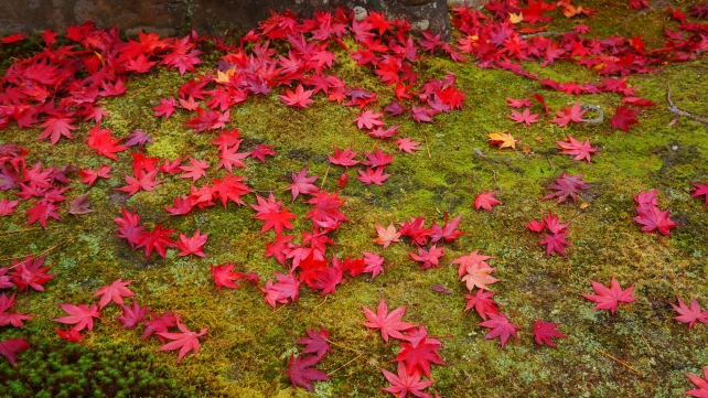 散り紅葉と美しい苔
