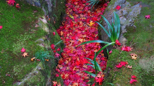 小川に溜まる散り紅葉と苔