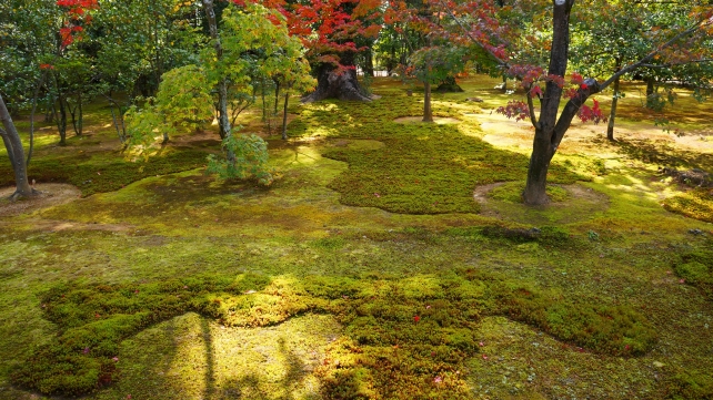 金閣寺の参道の見ごろの紅葉と苔 11月
