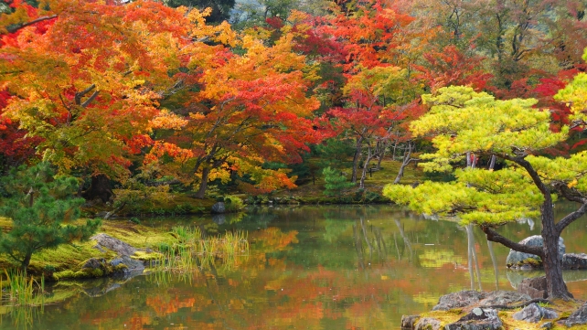 金閣寺の鏡湖池（きょうこち）と見頃の紅葉