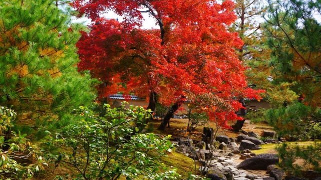 金閣寺の境内の見ごろの紅葉