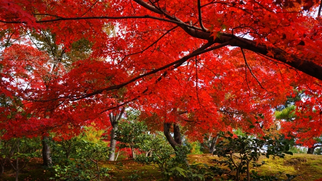 紅葉に染まった金閣寺の境内の見ごろの紅葉