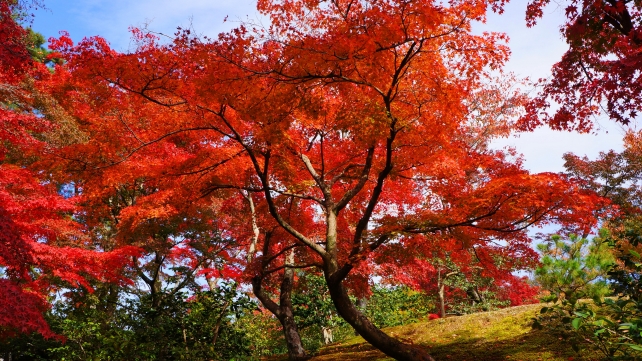 紅葉につつまれた金閣寺（鹿苑寺）の境内の見ごろの紅葉