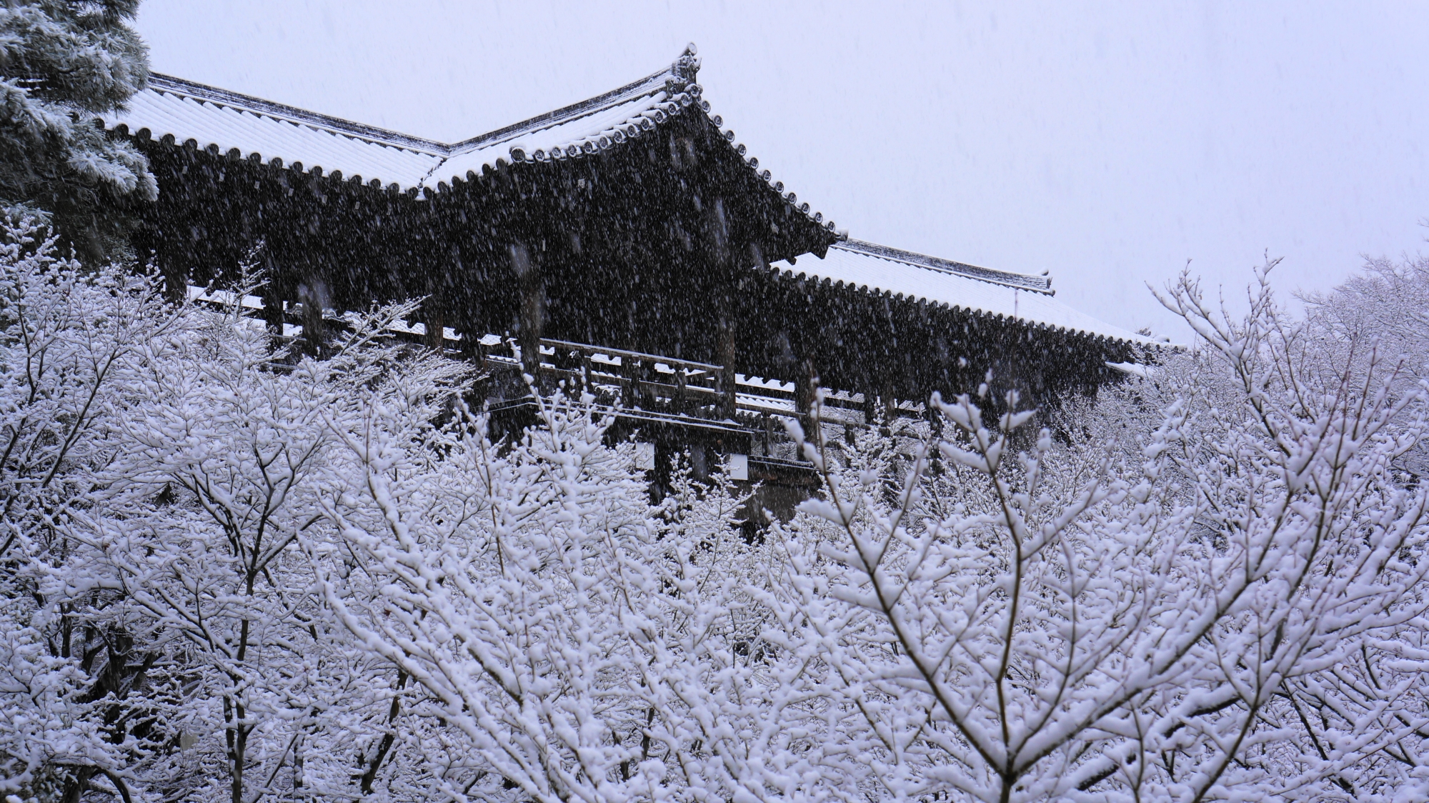 もみじの枝の先まで雪が積もって真っ白な東福寺