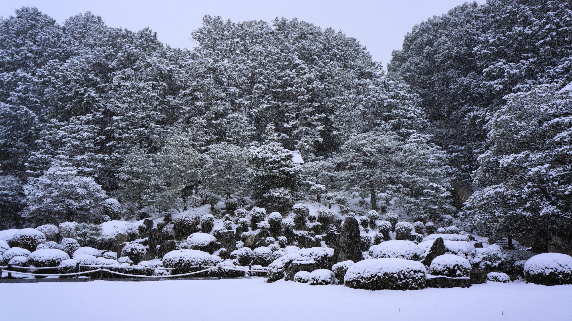 周辺の木々の幻想的な雪景色