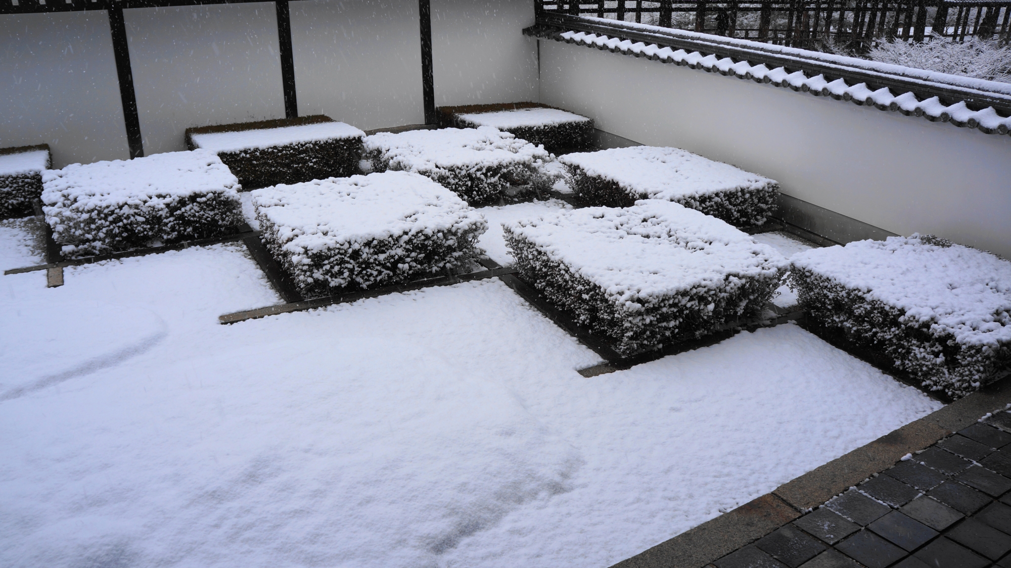 東福寺の雪で真っ白になった西庭のサツキ