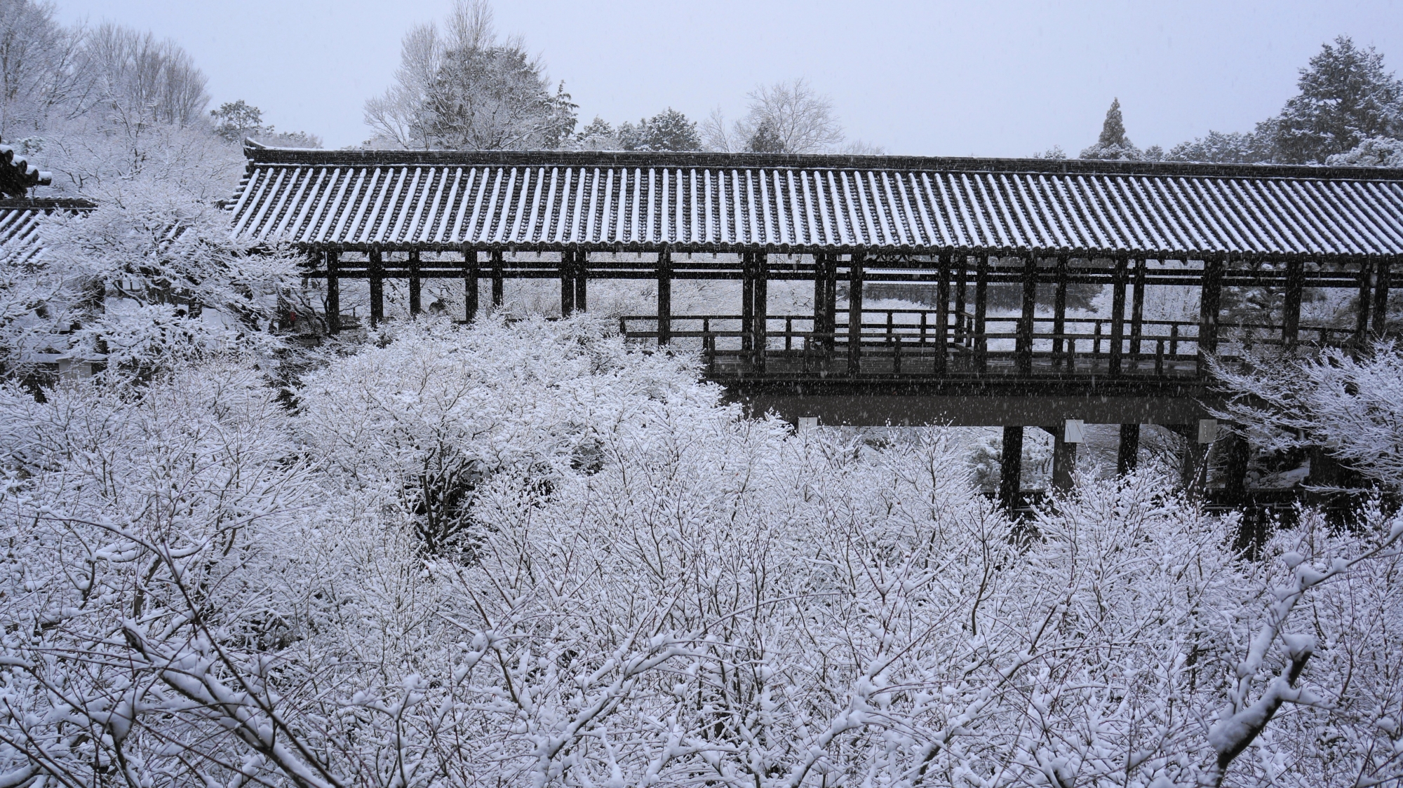 華やかな雪の花につつまれた通天橋