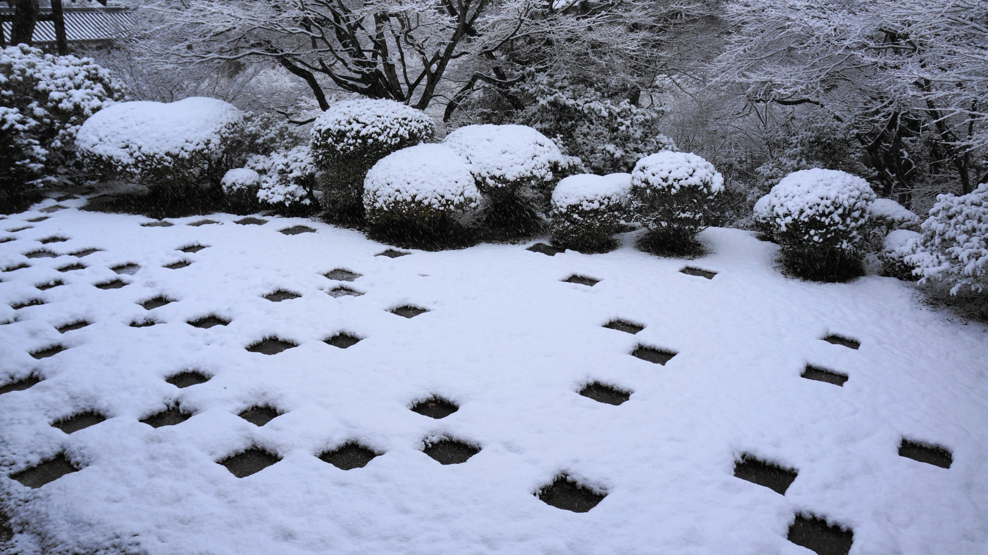 東福寺の綺麗に雪化粧した丸いサツキの刈り込み