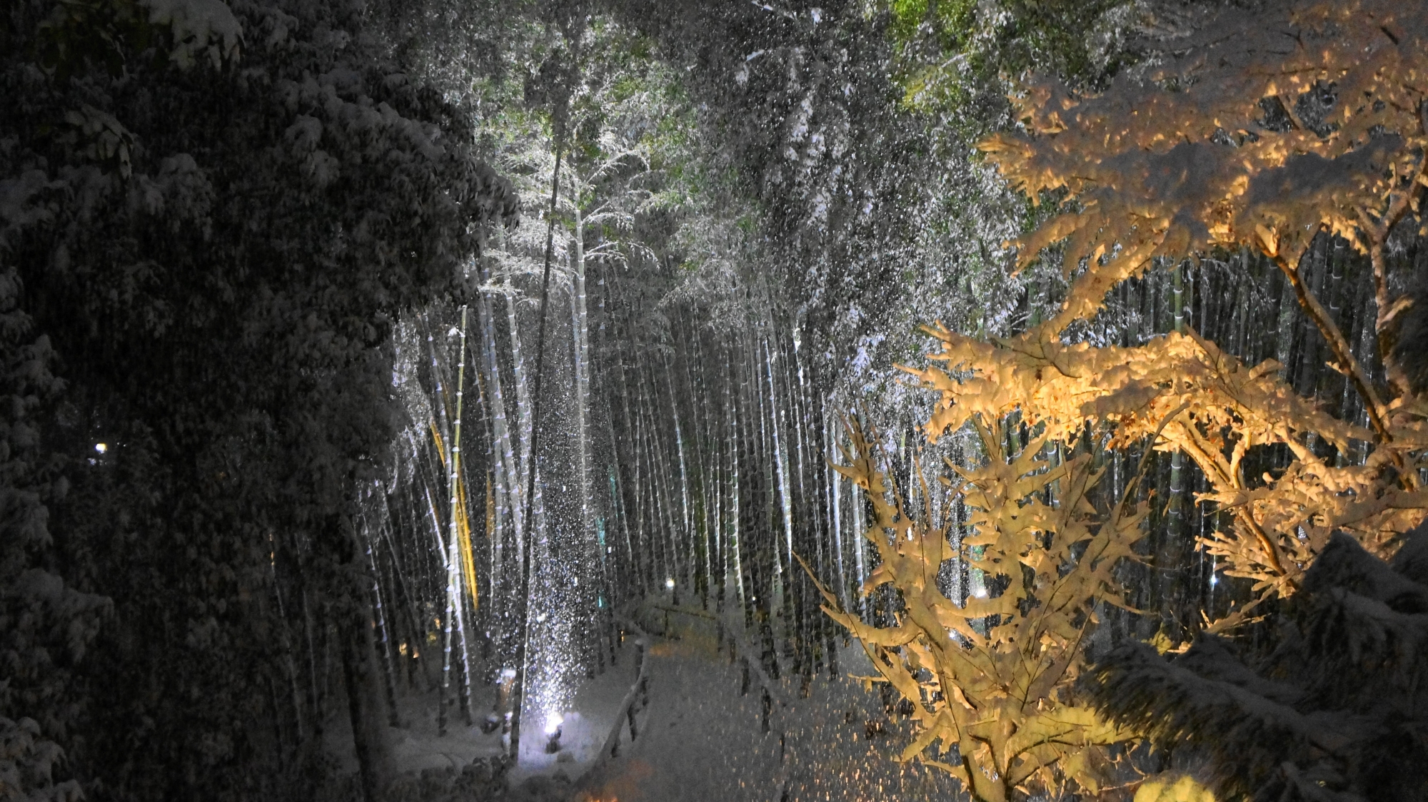 高台寺の竹林の雪景色