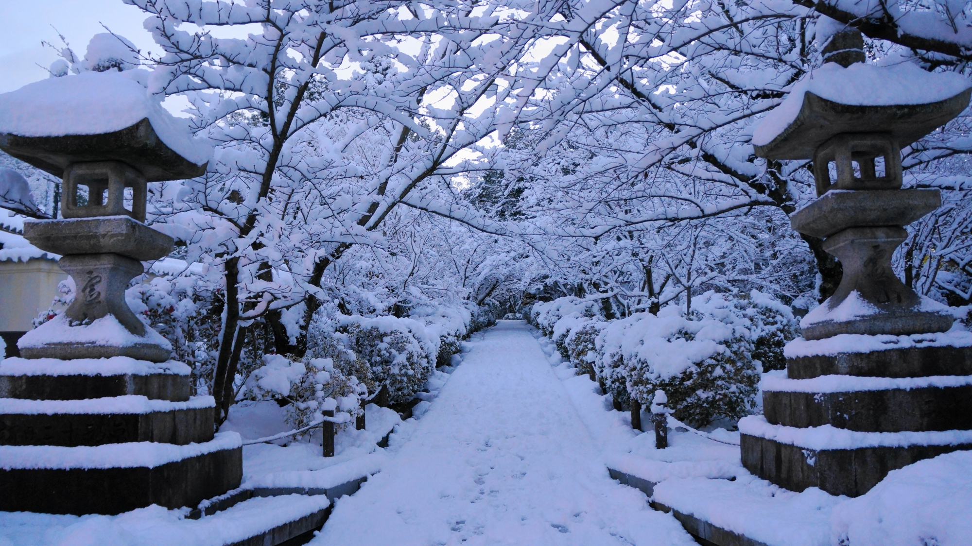 自然が織り成す芸術的で華やかな雪の積もった枝や雪の花