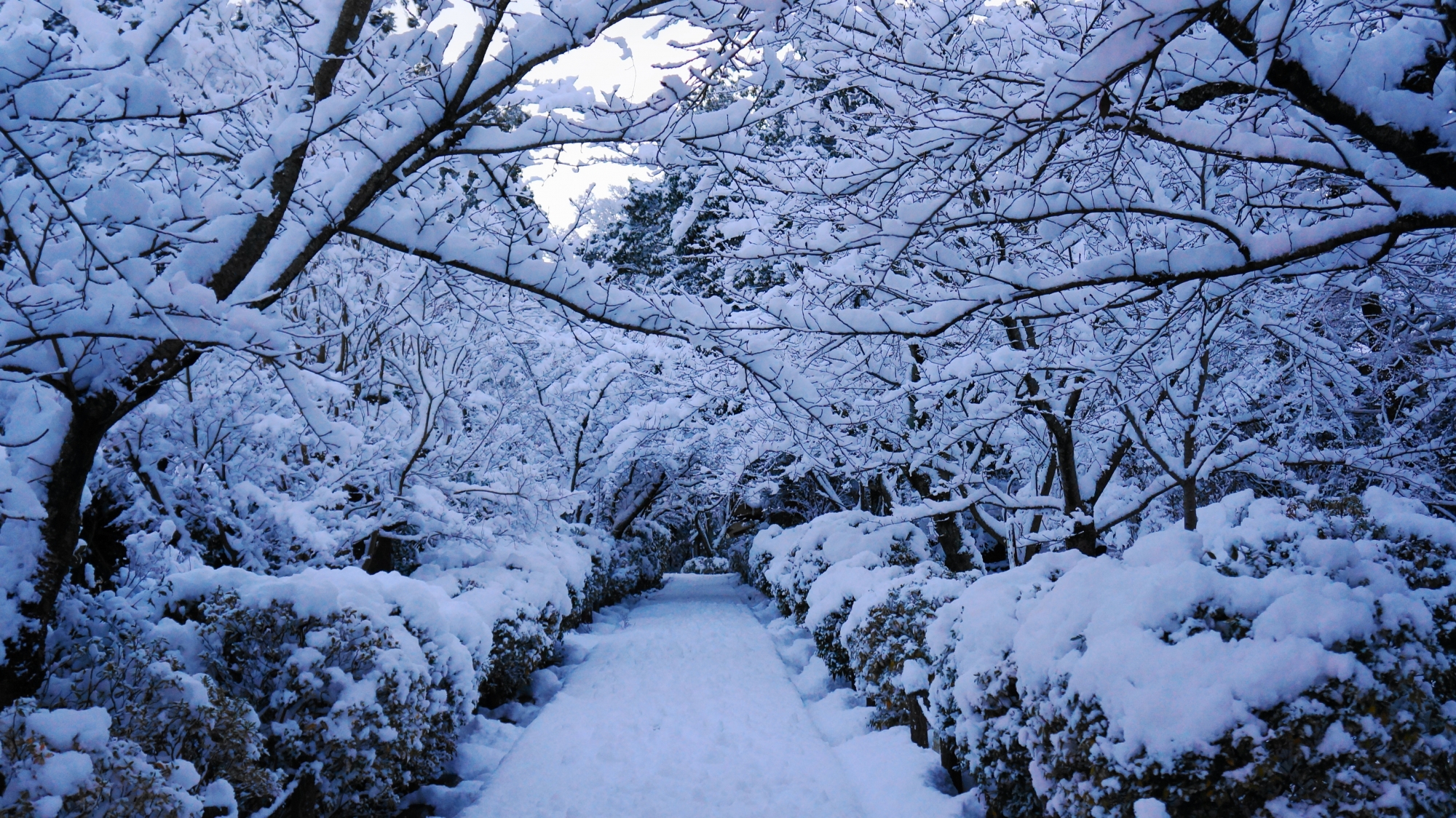 満開の雪の花につつまれた素晴らしい参道