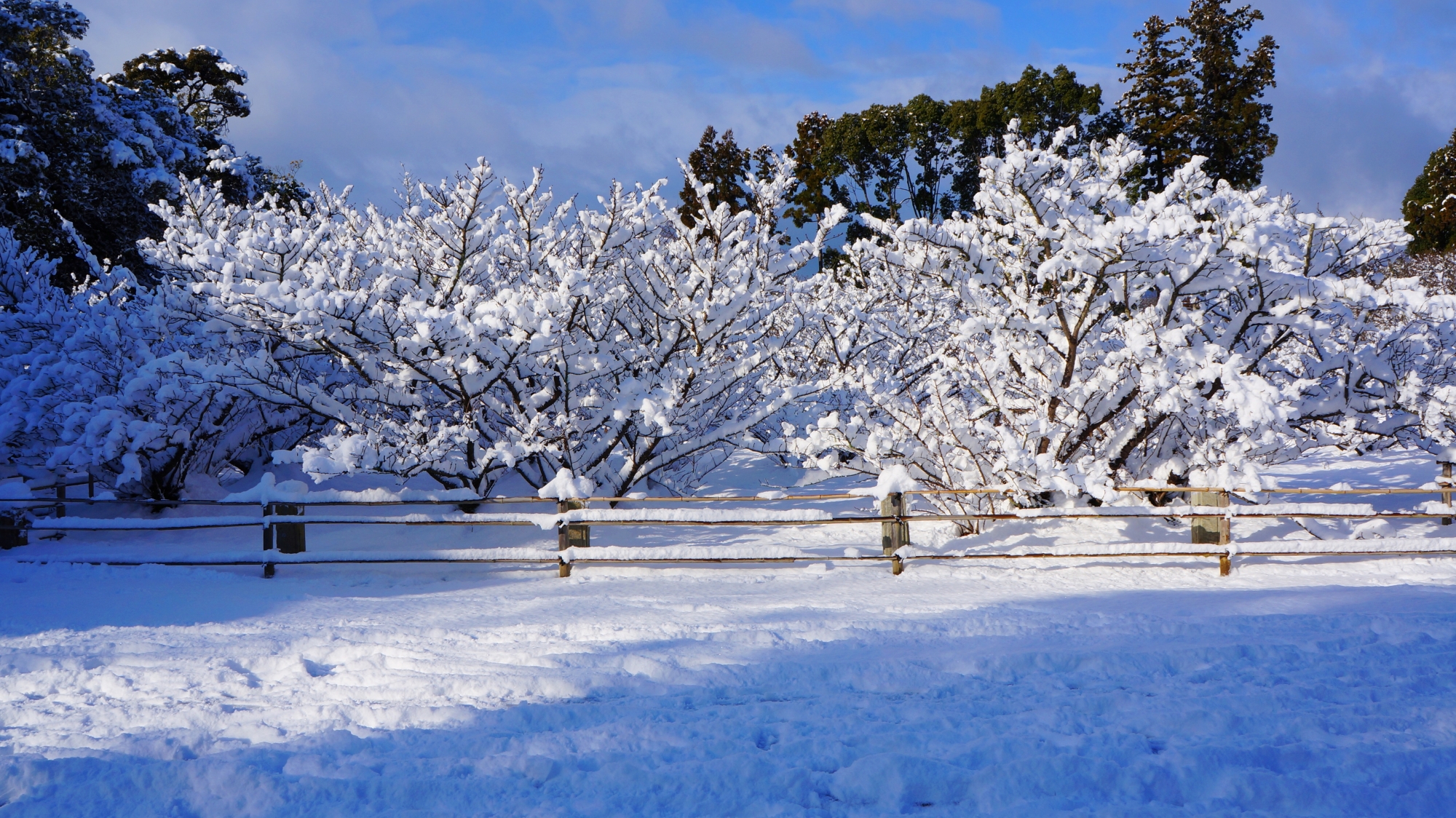 仁和寺の御室桜の雪景色